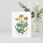 Carte Postale Calendula officinalis (Pot marigold) (Debout devant)