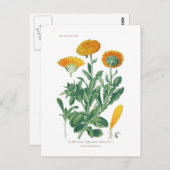 Carte Postale Calendula officinalis (Pot marigold) (Devant / Derrière)