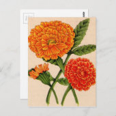 Carte Postale calendulas en orange (Devant / Derrière)