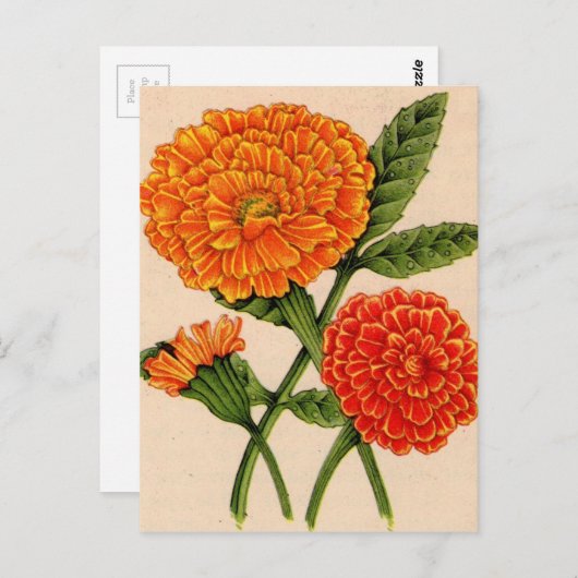 Carte Postale calendulas en orange (Devant / Derrière)