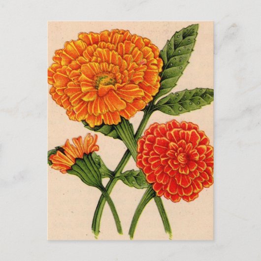 Carte Postale calendulas en orange (Devant)