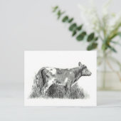CARTE POSTALE CALF À PENCIL (Debout devant)