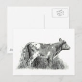 CARTE POSTALE CALF À PENCIL (Devant / Derrière)