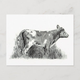 CARTE POSTALE CALF À PENCIL