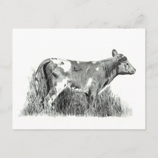 CARTE POSTALE CALF À PENCIL (Devant)
