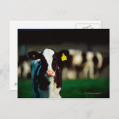Carte Postale Calf Holstein-Friesian (Devant / Derrière)
