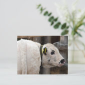 Carte Postale Calf Pustertal Pied (Debout devant)