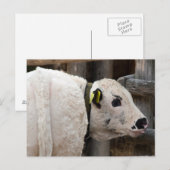 Carte Postale Calf Pustertal Pied (Devant / Derrière)