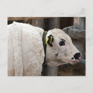 Carte Postale Calf Pustertal Pied