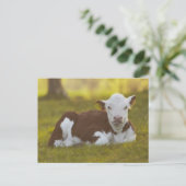 Carte Postale Calf Repose (Debout devant)