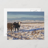 Carte Postale calgary, alberta, canada (Devant / Derrière)