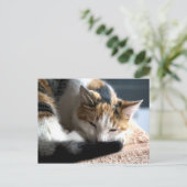 Carte Postale Calico (Debout devant)