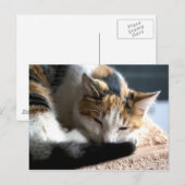 Carte Postale Calico (Devant / Derrière)