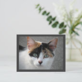 Carte postale Calico (Debout devant)