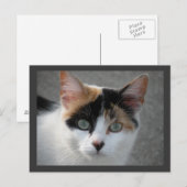 Carte postale Calico (Devant / Derrière)