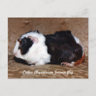 Carte Postale Calico Abyssinian