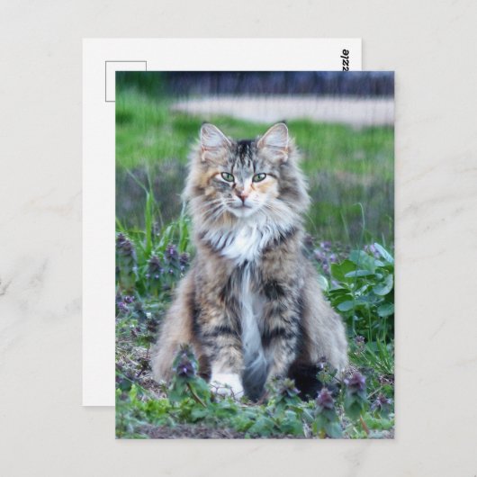 Carte postale Calico Cat (Devant / Derrière)