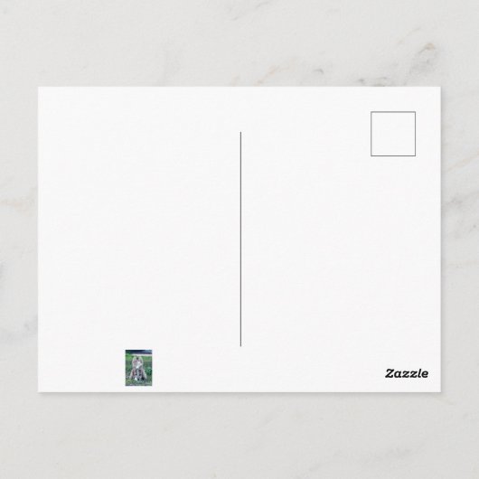 Carte postale Calico Cat (Dos)