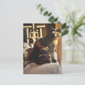 Carte Postale Calico Cat (Debout devant)