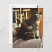 Carte Postale Calico Cat (Devant / Derrière)