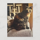 Carte Postale Calico Cat (Devant)