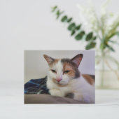 Carte Postale Calico Cat (Debout devant)