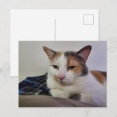 Carte Postale Calico Cat (Devant / Derrière)