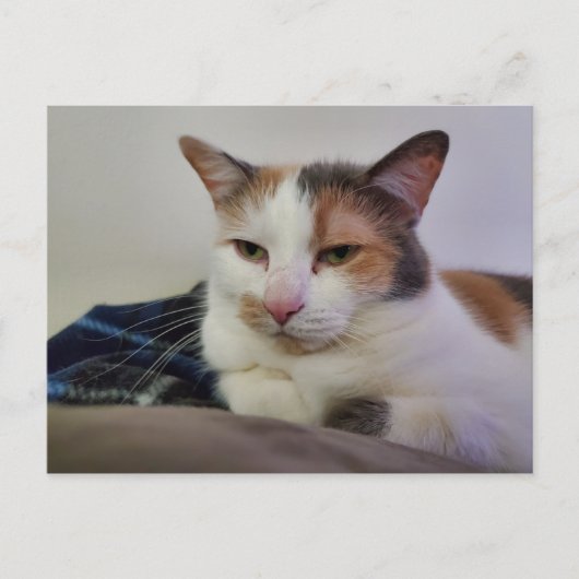 Carte Postale Calico Cat (Devant)