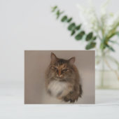 Carte postale Calico Cat (Debout devant)