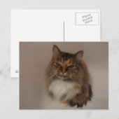 Carte postale Calico Cat (Devant / Derrière)