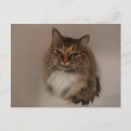 Carte postale Calico Cat (Devant)