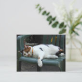 Carte Postale Calico cat allongé sur une chaise (Debout devant)