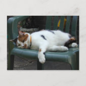 Carte Postale Calico cat allongé sur une chaise (Devant)