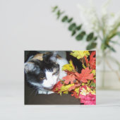 Carte postale Calico Cat Automne (Debout devant)