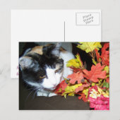 Carte postale Calico Cat Automne (Devant / Derrière)