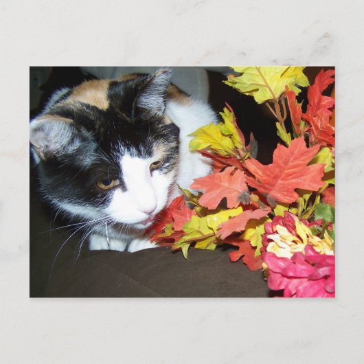 Carte postale Calico Cat Automne (Devant)