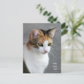 Carte Postale Calico Cat Love (Debout devant)