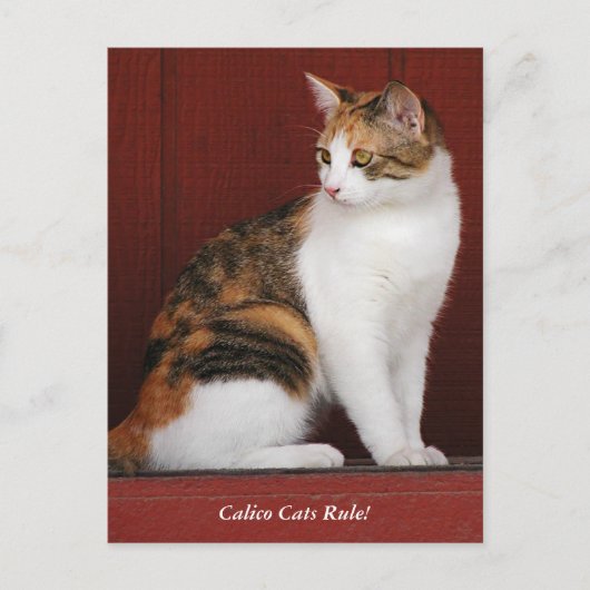 Carte Postale Calico Cats Rule! Post Card (Devant)
