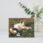 Carte Postale Calico chat allongé sur l'herbe (Debout devant)
