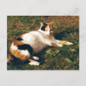 Carte Postale Calico chat allongé sur l'herbe (Devant)