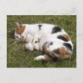 Carte Postale Calico chat allongé sur l'herbe (Devant)