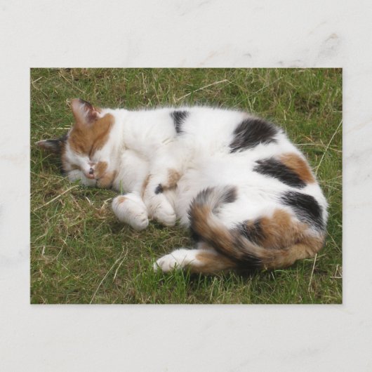 Carte Postale Calico chat allongé sur l'herbe (Devant)