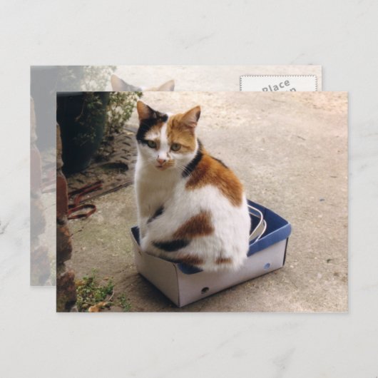 Carte Postale Calico chat assis dans une boîte (Devant / Derrière)