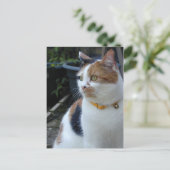 Carte Postale Calico chat assis dehors (Debout devant)