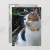 Carte Postale Calico chat assis dehors (Devant / Derrière)