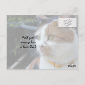 Carte Postale Calico chat assis dehors (Dos)
