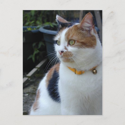 Carte Postale Calico chat assis dehors (Devant)