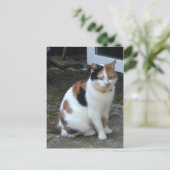 Carte Postale Calico chat assis dehors (Debout devant)