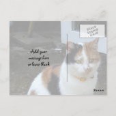 Carte Postale Calico chat assis dehors (Dos)