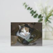 Carte Postale Calico chat dans un sac à provisions (Debout devant)